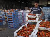 فلسطين مستعدة لتوريد الفواكه والخضار إلى السوق الروسية