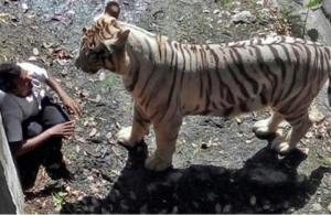 لحظات قاسية لنمر يفترس هندي بحديقة حيوانات
