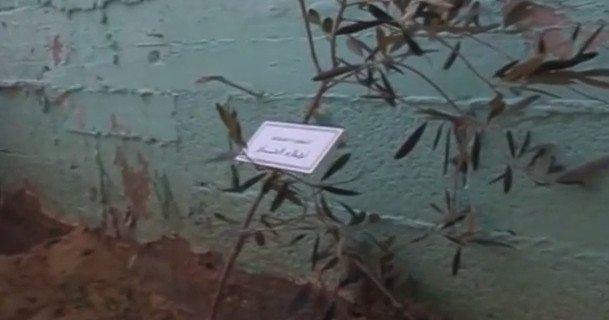 خاص لـ  وطن : بالفيديو... غزة: أشجار بأسماء الصحافيين الشهداء - 